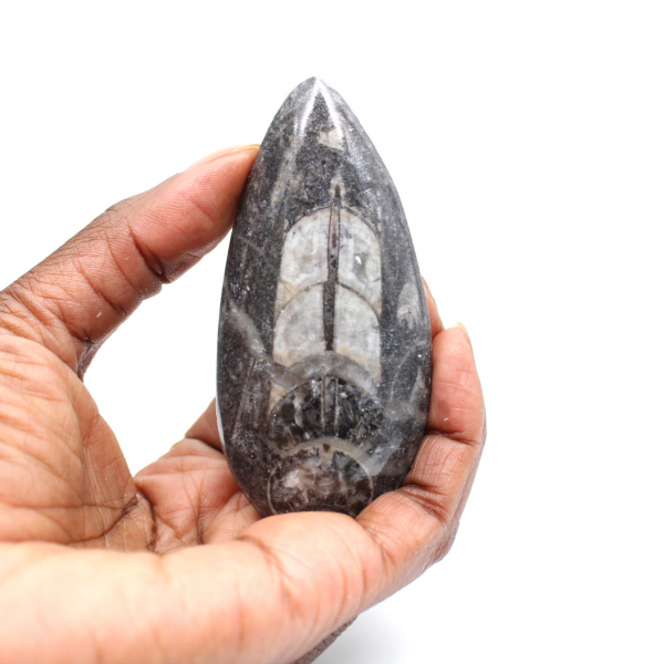 Orthocéras fossile