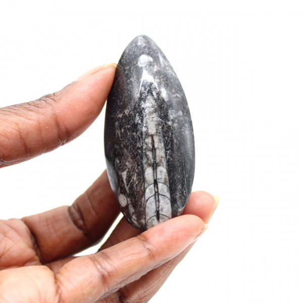 Orthocéras fossile