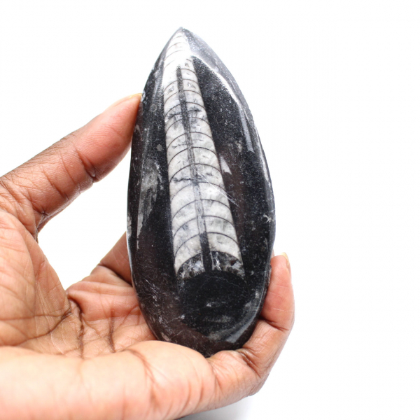 Orthocéras fossile du Maroc