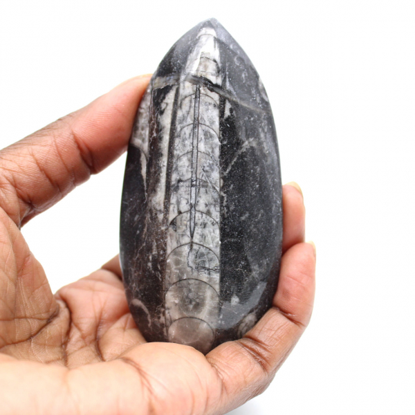 Orthocéras fossile du Maroc