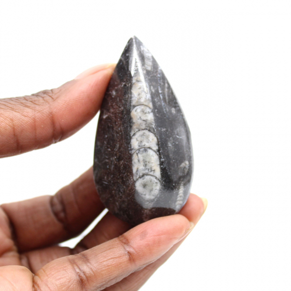 Orthocéras fossile