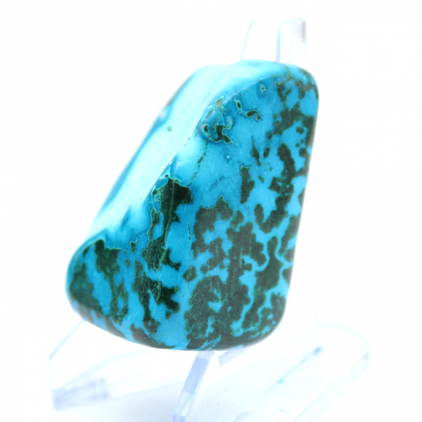 Chrysocolle polie du Congo