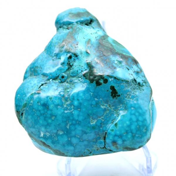 Chrysocolle polie du Congo collection