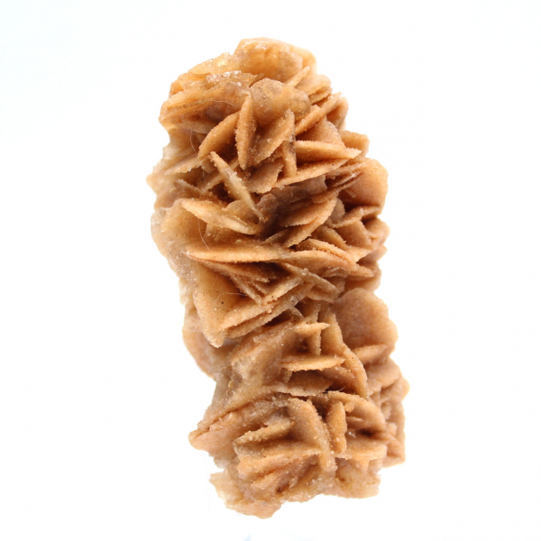 Rose des sables fossile de Tunisie