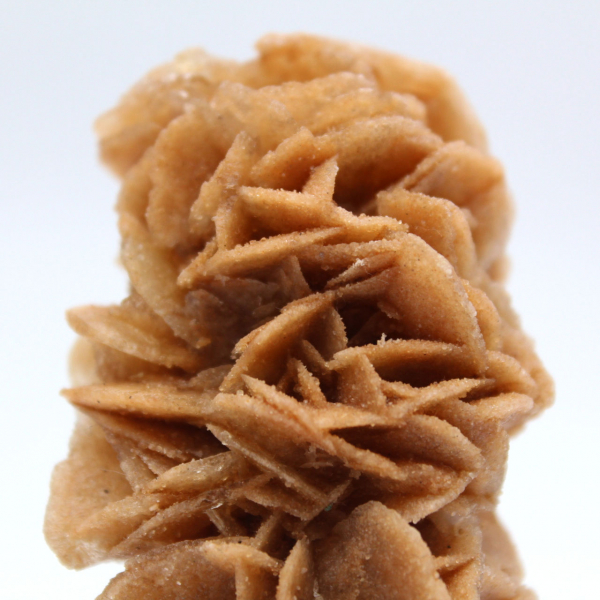 Rose des sables fossile de Tunisie