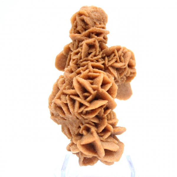 Rose des sables brute de Tunisie