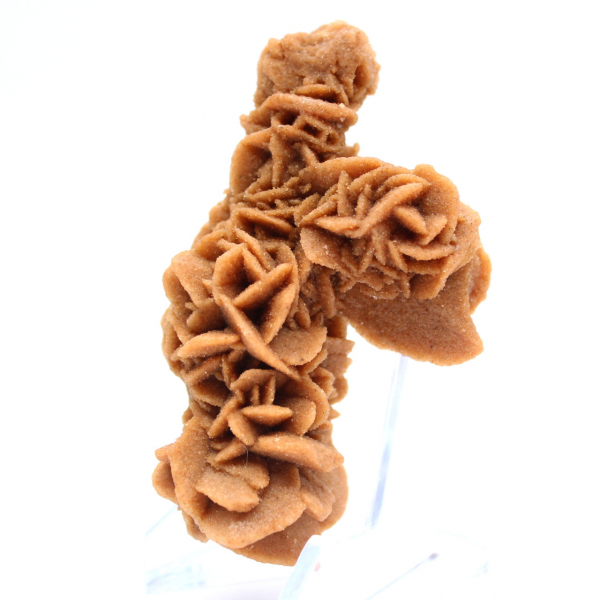 Rose des sables brute de Tunisie