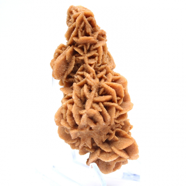 Rose des sables brute de Tunisie