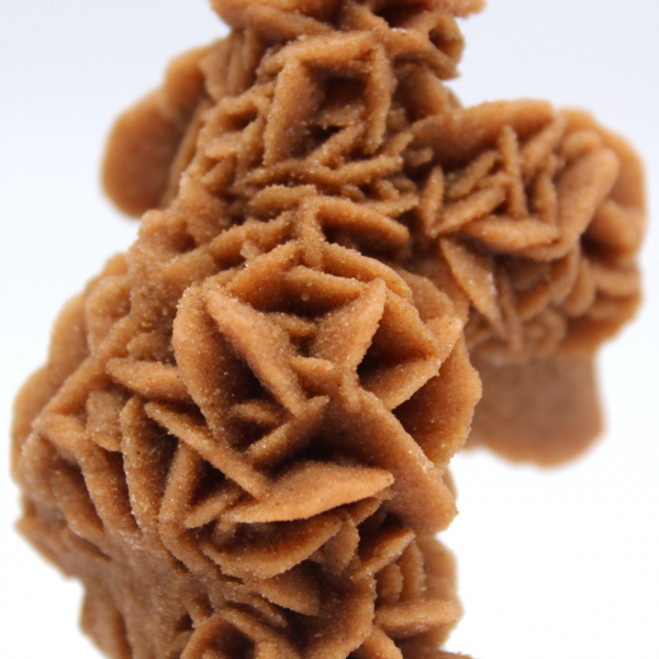 Rose des sables brute de Tunisie