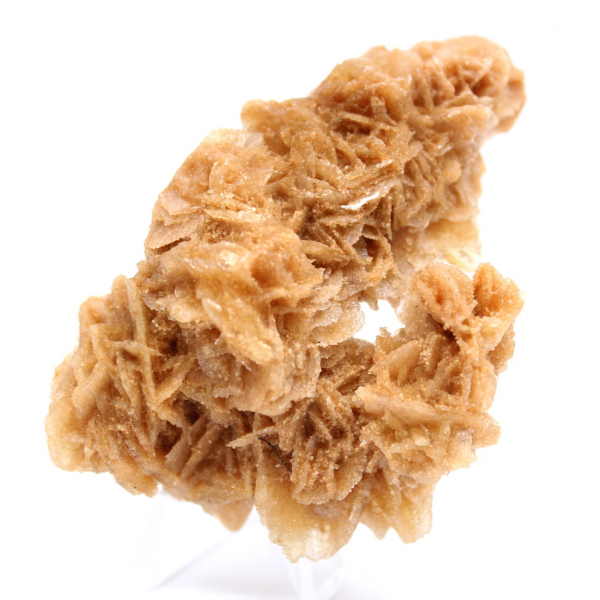 Rose des sables de Tunisie