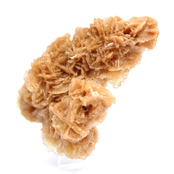 Rose des sables de Tunisie