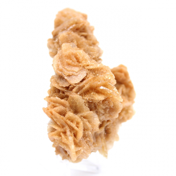 Rose des sables de Tunisie