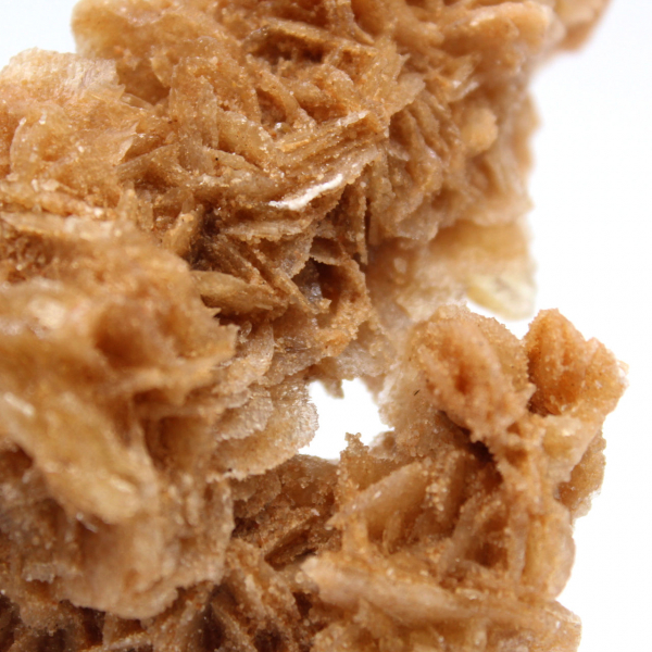 Rose des sables de Tunisie