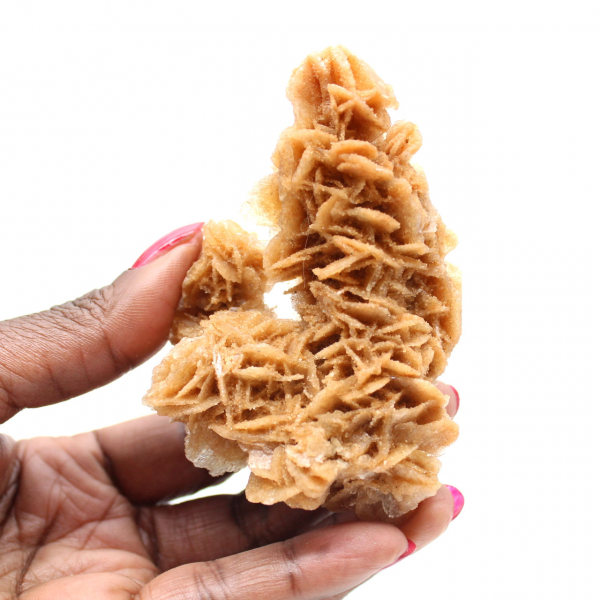 Rose des sables de Tunisie