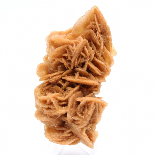 Spécimen décoratif rose des sables