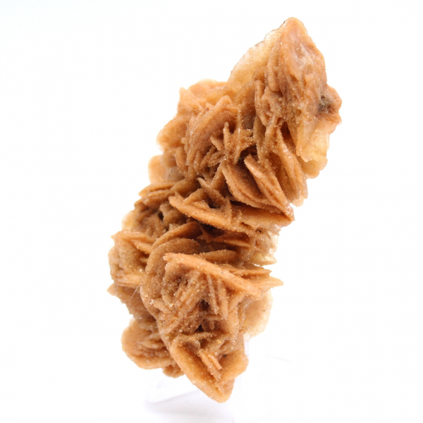 Spécimen décoratif rose des sables