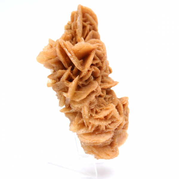 Spécimen décoratif rose des sables