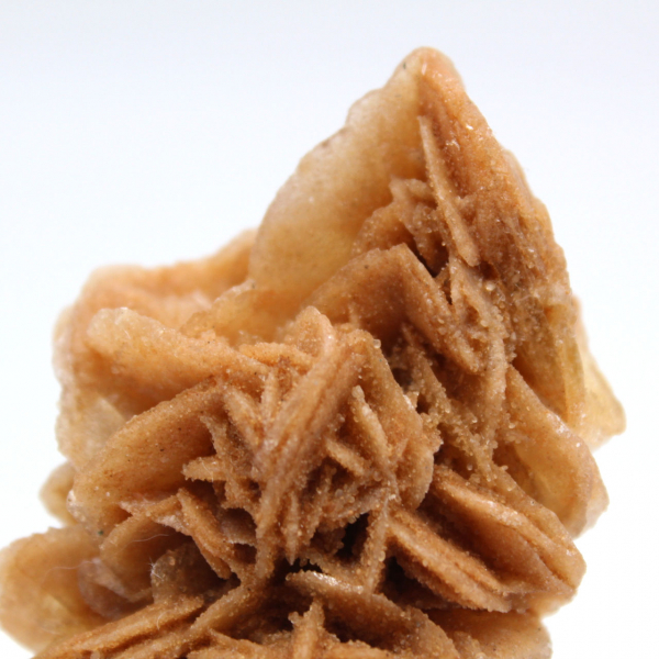 Spécimen décoratif rose des sables