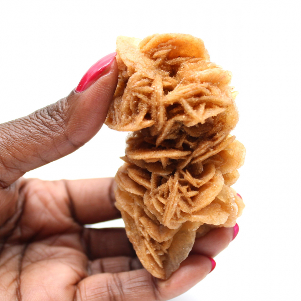 Spécimen décoratif rose des sables