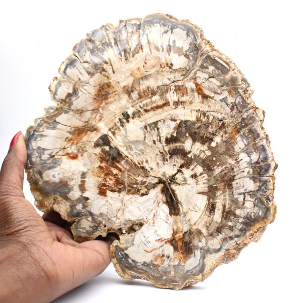 Tranche de bois fossile de collection, polie des deux côtés, Madagascar Tranche de bois fossile de collection, polie des deux côtés, Madagascar