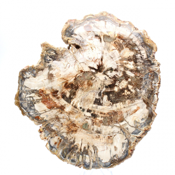 Tranche de bois fossile de collection, polie des deux côtés, Madagascar Tranche de bois fossile de collection, polie des deux côtés, Madagascar