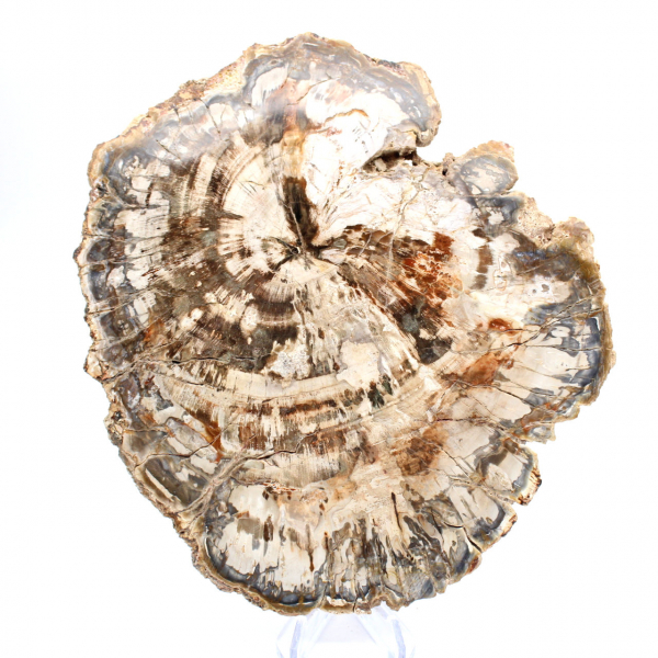 Tranche de bois fossile de collection, polie des deux côtés, Madagascar Tranche de bois fossile de collection, polie des deux côtés, Madagascar