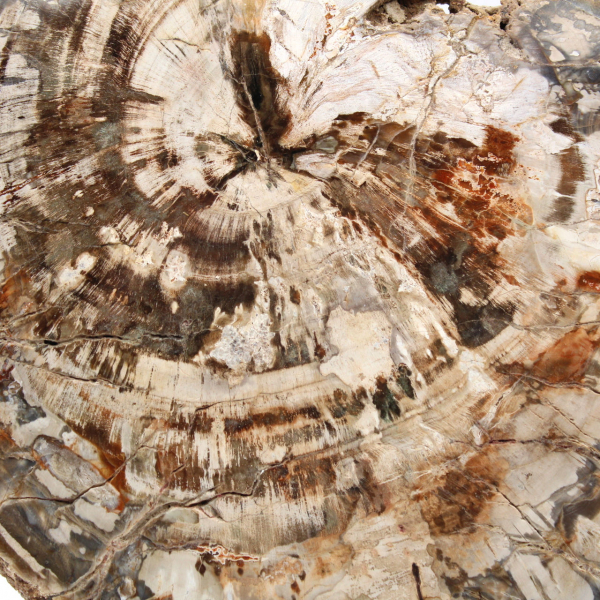 Tranche de bois fossile de collection, polie des deux côtés, Madagascar Tranche de bois fossile de collection, polie des deux côtés, Madagascar