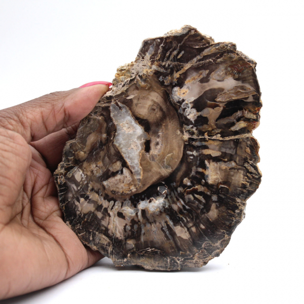Petit bois pétrifié poli, tranche fossile d'authenticité, Madagascar