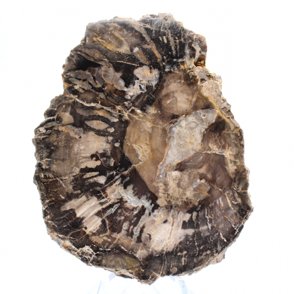 Petit bois pétrifié poli, tranche fossile d'authenticité, Madagascar