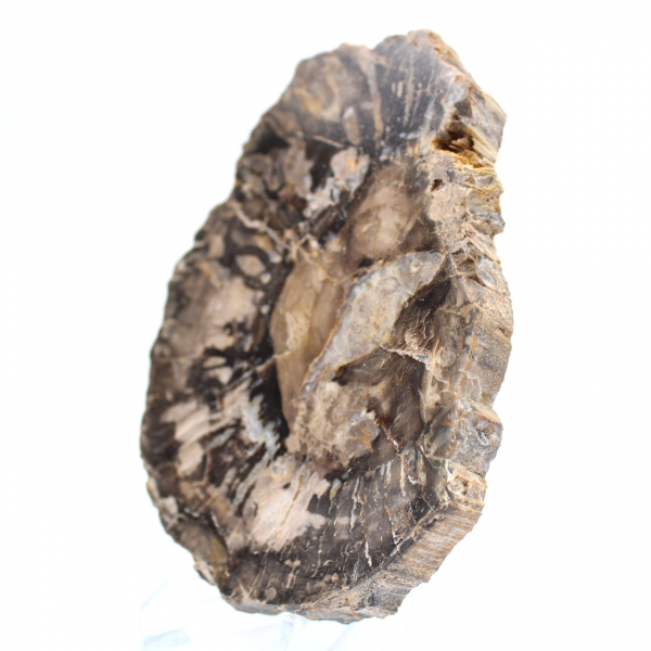 Petit bois pétrifié poli, tranche fossile d'authenticité, Madagascar