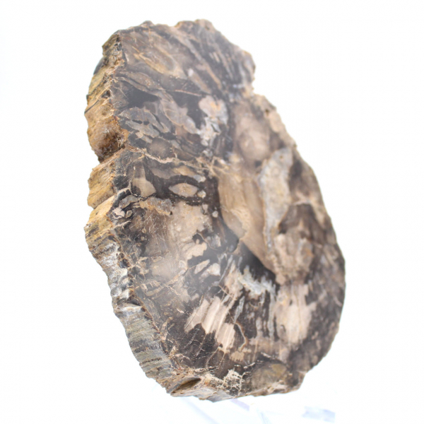 Petit bois pétrifié poli, tranche fossile d'authenticité, Madagascar