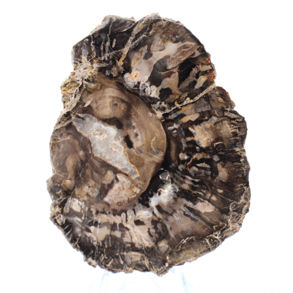 Petit bois pétrifié poli, tranche fossile d'authenticité, Madagascar