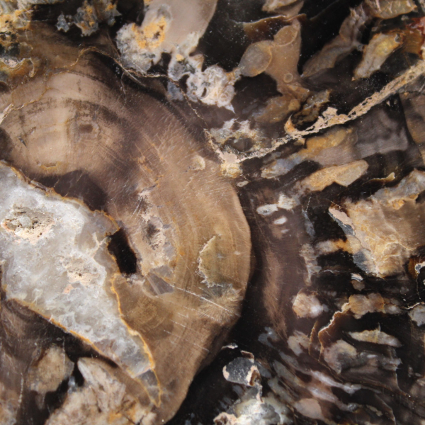 Petit bois pétrifié poli, tranche fossile d'authenticité, Madagascar