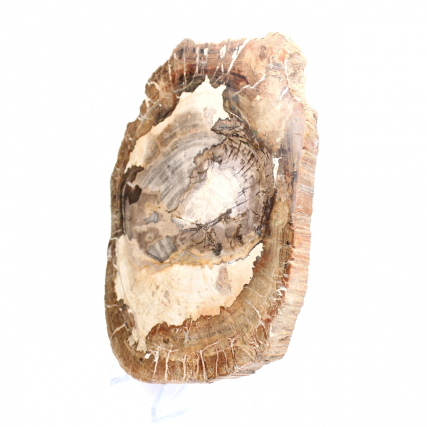 Ornement bois pétrifié tranche polie, pièce de collection, Madagascar Ornement bois pétrifié tranche polie, pièce de collection, Madagascar
