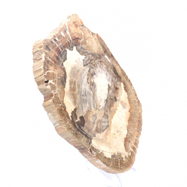 Ornement bois pétrifié tranche polie, pièce de collection, Madagascar Ornement bois pétrifié tranche polie, pièce de collection, Madagascar