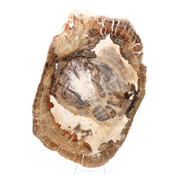 Ornement bois pétrifié tranche polie, pièce de collection, Madagascar Ornement bois pétrifié tranche polie, pièce de collection, Madagascar