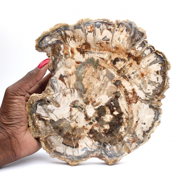 Fossile bois pétrifié, grande tranche polie, ornement décoratif, Madagascar Fossile bois pétrifié, grande tranche polie, ornement décoratif, Madagascar