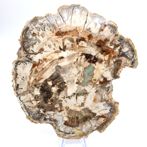 Fossile bois pétrifié, grande tranche polie, ornement décoratif, Madagascar Fossile bois pétrifié, grande tranche polie, ornement décoratif, Madagascar