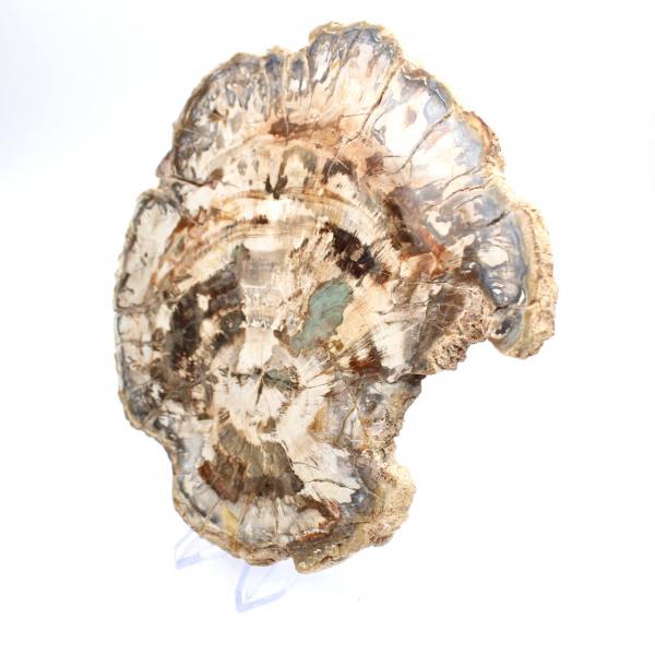 Fossile bois pétrifié, grande tranche polie, ornement décoratif, Madagascar Fossile bois pétrifié, grande tranche polie, ornement décoratif, Madagascar