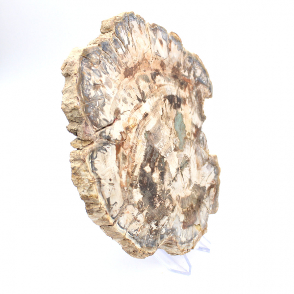Fossile bois pétrifié, grande tranche polie, ornement décoratif, Madagascar Fossile bois pétrifié, grande tranche polie, ornement décoratif, Madagascar