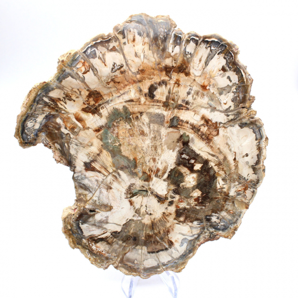 Fossile bois pétrifié, grande tranche polie, ornement décoratif, Madagascar Fossile bois pétrifié, grande tranche polie, ornement décoratif, Madagascar