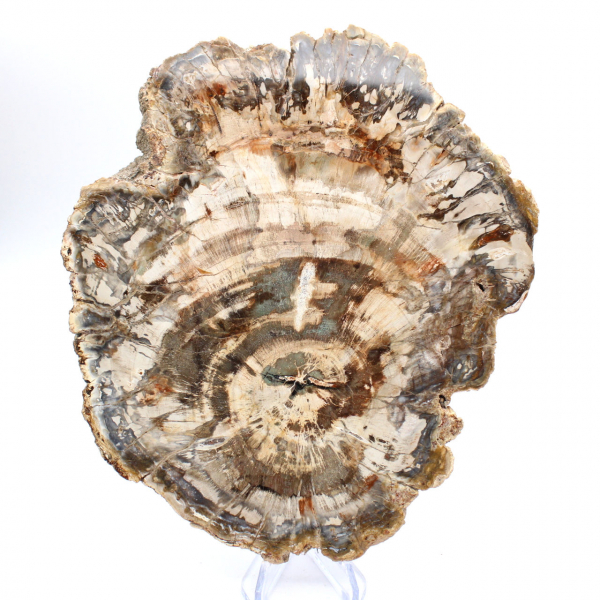Tranche polie de bois fossilisé (pétrifié), spécimen massif, Madagascar Tranche polie de bois fossilisé (pétrifié), spécimen massif, Madagascar