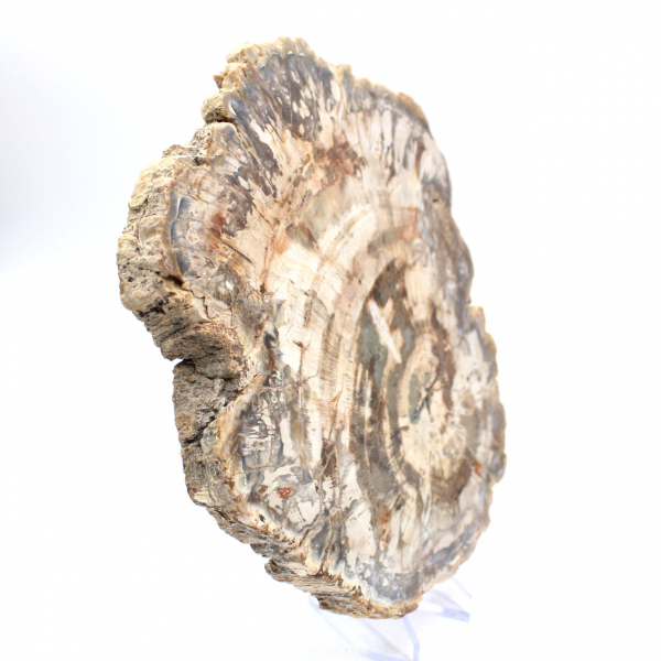 Tranche polie de bois fossilisé (pétrifié), spécimen massif, Madagascar Tranche polie de bois fossilisé (pétrifié), spécimen massif, Madagascar