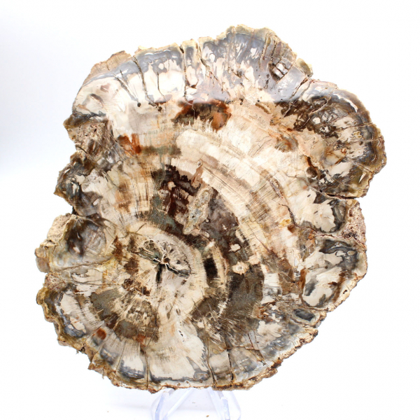 Tranche polie de bois fossilisé (pétrifié), spécimen massif, Madagascar Tranche polie de bois fossilisé (pétrifié), spécimen massif, Madagascar