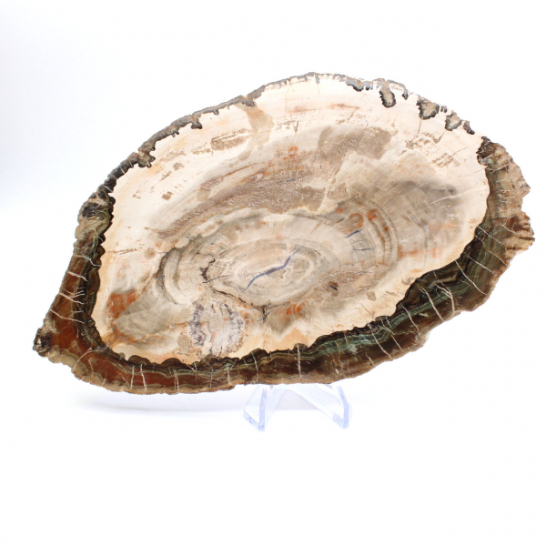 Bois pétrifié (tranche), pièce de collection polie, fossile de Madagascar Bois pétrifié (tranche), pièce de collection polie, fossile de Madagascar