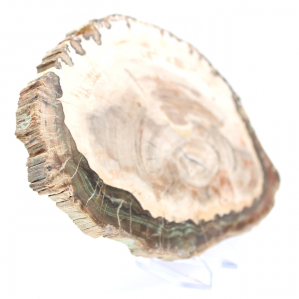 Bois pétrifié (tranche), pièce de collection polie, fossile de Madagascar Bois pétrifié (tranche), pièce de collection polie, fossile de Madagascar