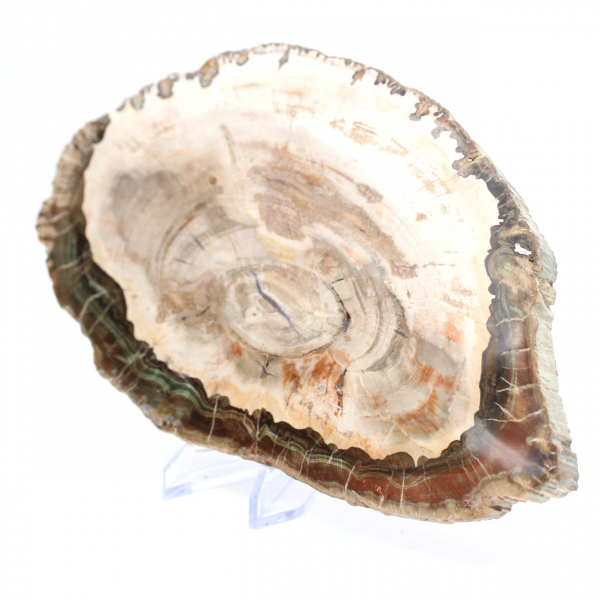 Bois pétrifié (tranche), pièce de collection polie, fossile de Madagascar Bois pétrifié (tranche), pièce de collection polie, fossile de Madagascar