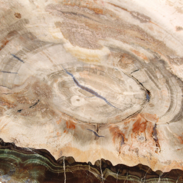 Bois pétrifié (tranche), pièce de collection polie, fossile de Madagascar Bois pétrifié (tranche), pièce de collection polie, fossile de Madagascar
