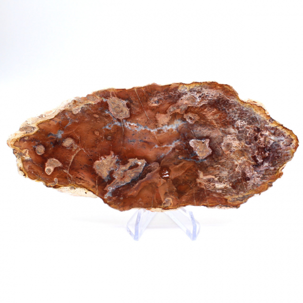 Tranche de bois pétrifié poli, petit ornement fossile, Madagascar Tranche de bois pétrifié poli, petit ornement fossile, Madagascar