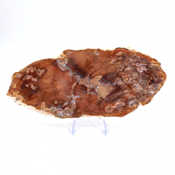 Tranche de bois pétrifié poli, petit ornement fossile, Madagascar Tranche de bois pétrifié poli, petit ornement fossile, Madagascar